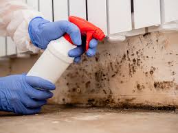 Why You Should Choose Our Mold Remediation Services in Attleboro, MA